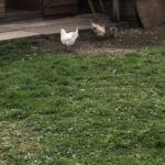 modina pigeons