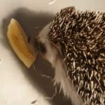 pigmy Hedgehog and vivarium