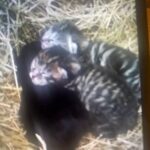 Bangal kittens