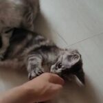 Tica registered maine coon kittens