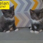 two tuxedo kittens for sale