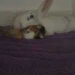 pure mini lop for sale