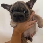 Visual big rope frenchies available