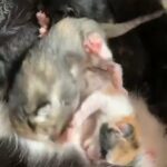kittens