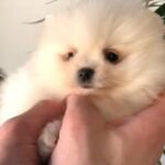 pomeranians london