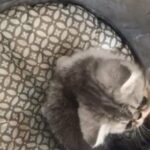 Exotic SH Female BLue Tabby & White for sale
