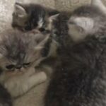Exotic SH Tabby & White male for sale