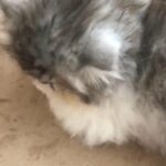 Beautiful female Exotic LH Blue & White for sale