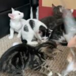 gorgeous kittens