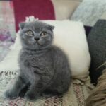 3 Gorgeous Angels looking for new home ?