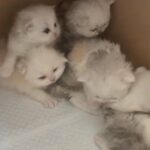 Pedigree Persians