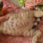 Majestic Scottish fold  X Bengal