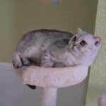 Silver Scottish fold
