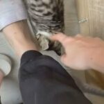 male kitten for sale