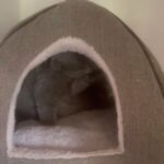 Stunning Kittens Available Now