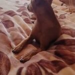 A beautiful and well-mannered Miniature Pinscher is looking for a new, loving home.
