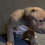 ABKC American Bully Male