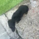 long haired dachshund puppy