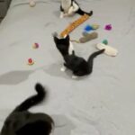 2 Tuxedo Kittens for Sale