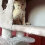 British Shorthair kittens Tica Registred