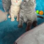 outstanding British Shorthair Tica registered!
