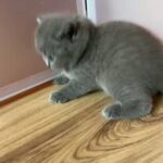TOP QUALITY britishshorthair kitten