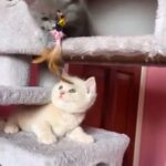 BRITISH SHORTHAIR TOP LINE LAST CREAM BOY AVAILABLE