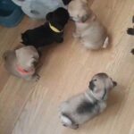 pug pupies