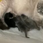 1 short leg dark grey male Munchkin