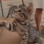 Beautiful Cross Bengal Kittens