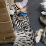 beautiful Male Bengal