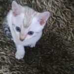 Gorgeous Snow Bengal
