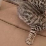Gorgeous Bengal kittens