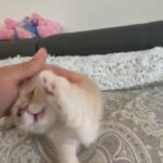 Exotic Shorthair male, show quality £1,000