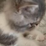 GCCF registered Exotic Shorthair Male,  £900