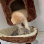 Pedigree Exotic Shorthair GCCF registered kitten