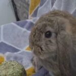 little girl need a home