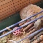mini lop girl