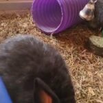 2 litter mini lops