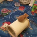 ny12 33 black golden shaded colour point male british shorthair  kittens