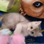 blue golden british shorthair