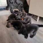 Full Pedigree British Blue