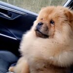 choc/blue carrier chow chow boy(#minichow) xx