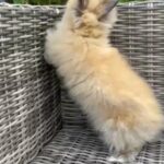 Purebred smoked Tort lionhead bunny
