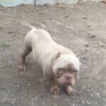 micro exotic bully stud!!!