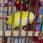 qauker parrot
