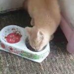 Ragdoll x Scottish Cream Male 5mnth Kitty For Sale