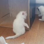 beautiful litter of friendly kittens