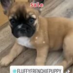 REDUCED  Fluffy frenchie