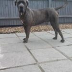 cane corso stud health tested,proven stud,proven family guardian